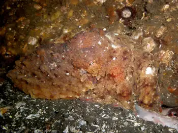 Mating Red Octopus