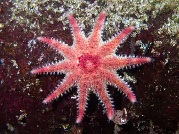 Rose Star
