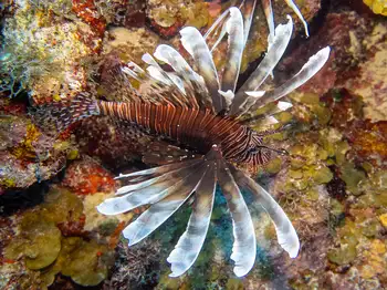 Lionfish