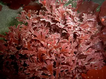 Sea Laurel Seaweed
