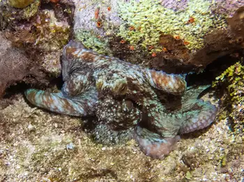 caribbean reef octopus