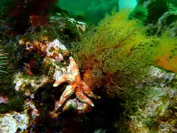 black sea cucumber