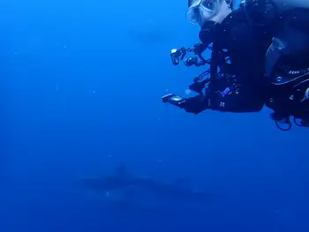 Diver and Bottlenose Dolphins