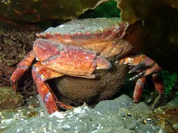 Gravid Red Rock Crab