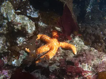 Ochre Sea Star