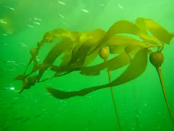 Bull Kelp