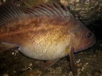 Gravid Copper Rockfish