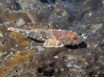 Sculpin