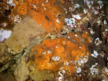 Orange Encrusting Bryozoan and Hard Gnarled Clump Sponge