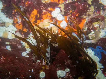 Kelp