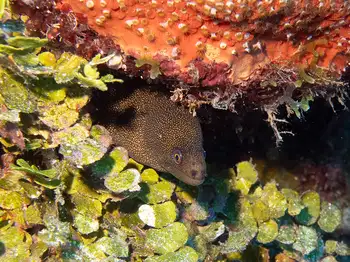 Moray Eel