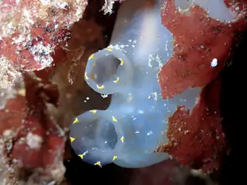 Sea Vase Tunicate