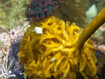 vancouver feather duster worm