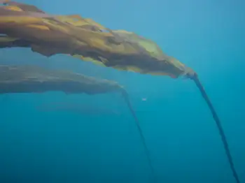 Bull Kelp