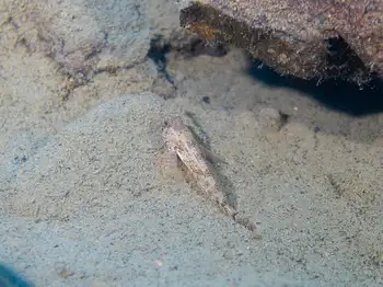 Mottled Sculpin
