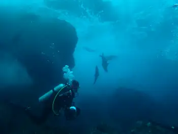 Diver and Galapagos Sea Lions