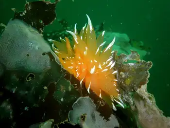 Golden Dirona Nudibranch and Kelp Lace Bryozoan