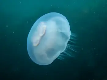 Moon Jelly