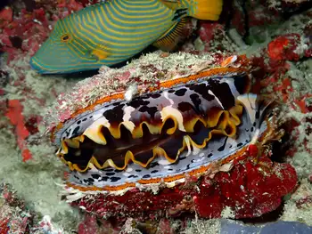 Variable Thorny Oyster and Orange Striped Triggerfish