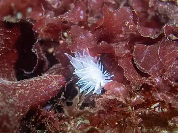 alabaster nudibranch