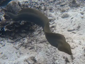 Moray Eel