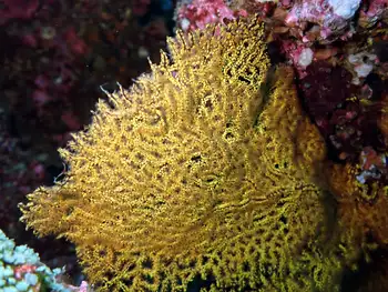 muricea fan coral