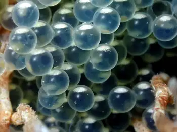 Whitespotted Greenling Eggs