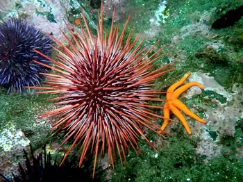 red sea urchin