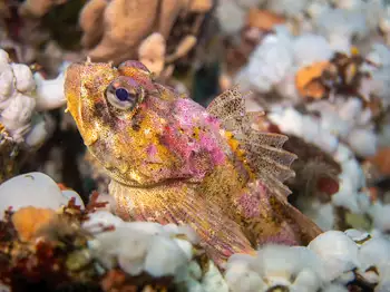 Red Irish Lord Sculpin