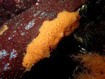 orange cratered encrusting sponge