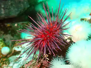 red sea urchin