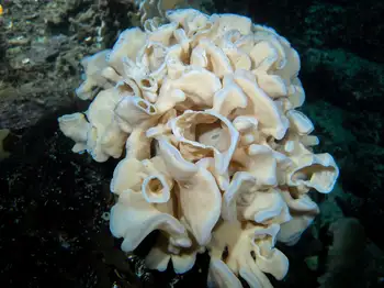 Cloud Sponge