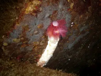Red Trumpet Calcareous Tube Worm and Spider Web Hydroids