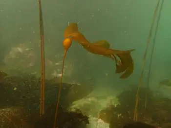 Bull Kelp