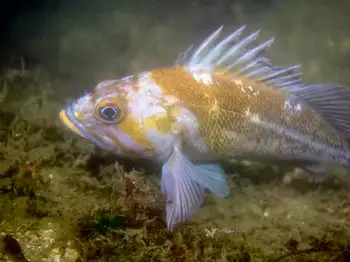 copper rockfish