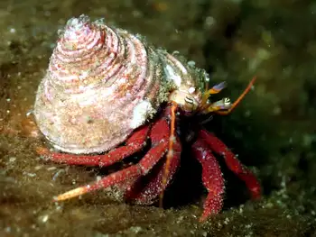 maroon hermit crab