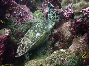 Hawksbill Sea Turtle and Coral