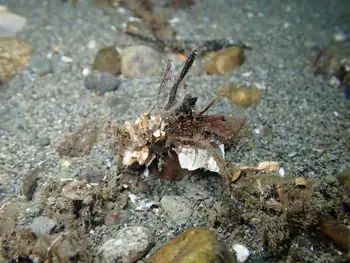 ornate tube worm