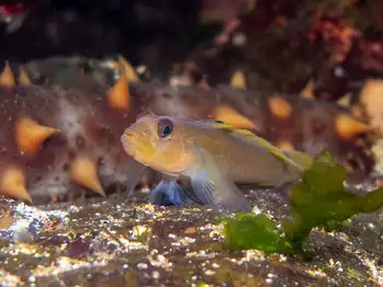 Blackeye Goby