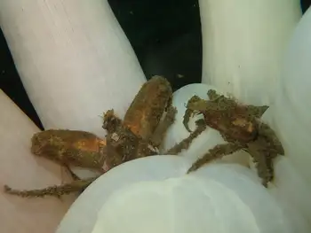 Sharp Nosed Crabs
