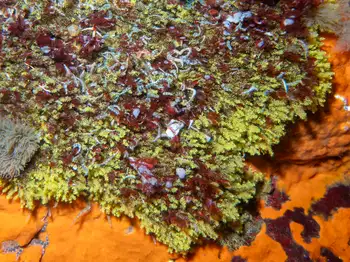 Brittle Stars