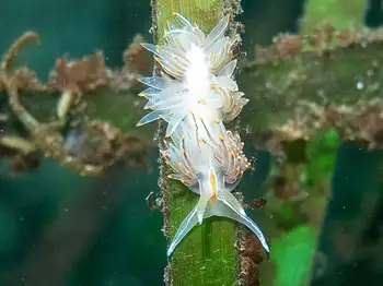 opalescent nudibranch