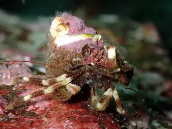 Greenmark Hermit Crab