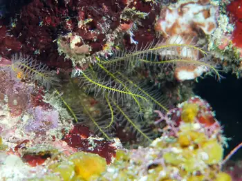 Brittle Star