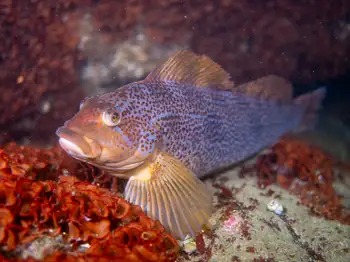 Female Kelp Greenling
