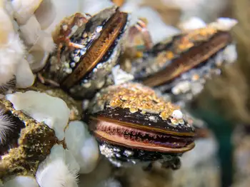 California Mussel
