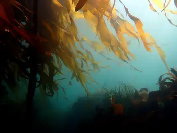 Bull Kelp