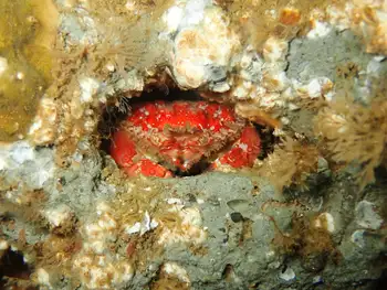Pygmy Rock Crab