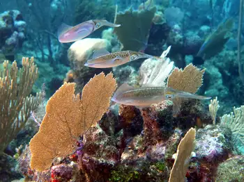 Caribbean Reef Squid