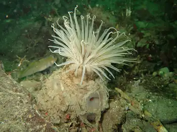 Tube Dwelling Anemone and Slime Tube Feather Duster Worms
